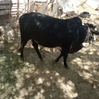 گاو‌نر‌مخصوص‌داشت‌و‌گوشت