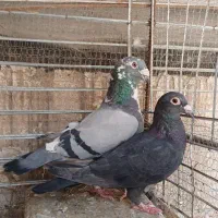دوعدد جوجه.جفت نرابلغ سبز ماده زاغ|پرنده|بیرجند, |دیوار