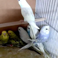 مرغ عشق کوتوله فنچ عروس نرگسی|پرنده|قم, نخودی|دیوار