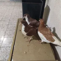 کفتر میزان|پرنده|قزوین, |دیوار