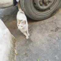 گربه|گربه|اهواز, حصیرآباد|دیوار