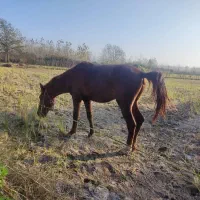 ۱عدد اسب نریان نژاد ۲رگ به همراه ۱عدد بز ماده