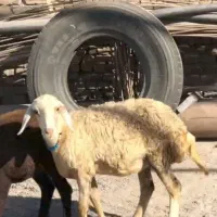 دوعدد عروسک ماده هنوز بره سفید داره لخت میشه