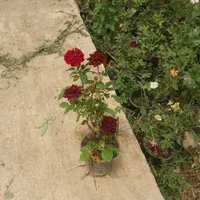 گل رز  ،گل محمدی سایز گلدان بزرگ|گل و گیاه طبیعی|شیراز, شهرک پرواز|دیوار