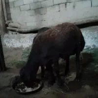 بره نر