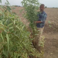 نهال لیمو،مرکبات اکالیپتوس نخل|خدمات باغبانی و درختکاری|جهرم, |دیوار