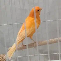 قناری نر آواز خوان جوانه