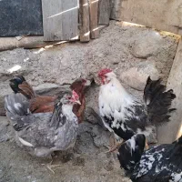 تخم مرغ نطفه دار گلین