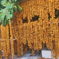 خارک بند شده|عمدهفروشی|خفر, |دیوار