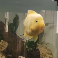 پرت کینگ کنگ یلو زرد درشت نر خوش استایل