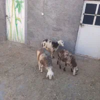 بره پلنگی