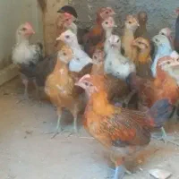 نیمچه وجوجه های لری اصیل