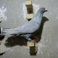 کفتر 5تاپلاکی