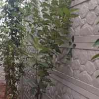 دیوار پیش ساخته بتنی گیلان سیاهکل
