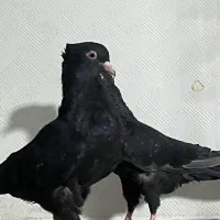سینه ای|پرنده|اهواز, پادادشهر|دیوار