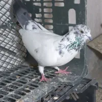 کبوتر