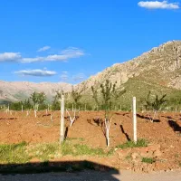 ۲۴۰۰متر زمین سنددار دونبش در ۵۰۰متری شهر روانسر|فروش زمین و ملک کلنگی|روانسر, |دیوار