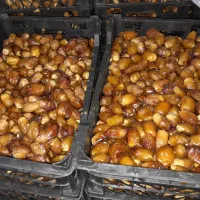 خرمای ربط تازه و رسیده