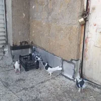 کبوتر|پرنده|قزوین, |دیوار