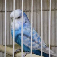 مرغ عشق اینگلیسی نر سخنگو رنگ خاص فول دستی|پرنده|تربت جام, جامی|دیوار