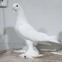 کبوتر لوتی پاچا بلند|پرنده|مرند, |دیوار