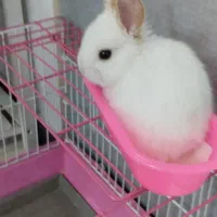 خرگوش مینیاتوری|موش و خرگوش|فولادشهر, مسکن مهر فولادشهر|دیوار