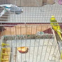 یه جفت مرغ عشق|پرنده|تهران, انبار نفت|دیوار