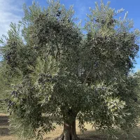 نهال زیتون سوری درجه یک