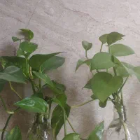 گل پتوس|گل و گیاه طبیعی|یزد, |دیوار