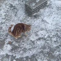 گربه بازیگوش|گربه|اردبیل, |دیوار