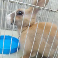 دو عدد خرگوش گمشده