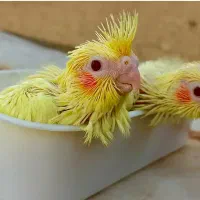جوجه عروس هلندی یک ماهه