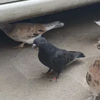 کبوتر جوجه زاغ و زاغ سبز جوانه