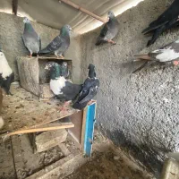 چند تا جوجه کلاغ جوجه سینه سیاه وسرک|پرنده|بجنورد, |دیوار