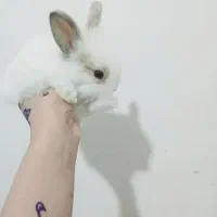خرگوش ناز و بازیگوش
