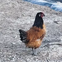 جوجه، نیمچه،مرغ،تخم زینتی اورپینگتون،ورورک|حیوانات مزرعه|رباط‌کریم, رباط‌کریم|دیوار