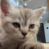 بچه گربه|گربه|اندیشه, اندیشه فاز ۶|دیوار