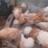 جوجه پولند|حیوانات مزرعه|کاشان, فین کوچک|دیوار