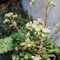 گل و گیاه|گل و گیاه طبیعی|رشت, پل تالشان|دیوار