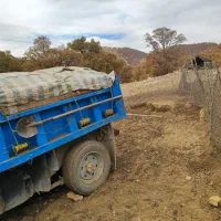 کود گوسفندی