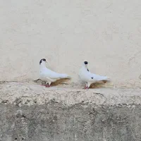 جفت کفتر خال سیاه اماده جوجه