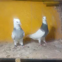 طوقی ماده|پرنده|خورموج, |دیوار