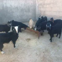 بزغاله