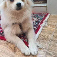 واگذاری پامرین یک ساله