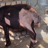 گوسفند بره دار و یدونه ابست کردستانی|حیوانات مزرعه|سیمین شهر, |دیوار