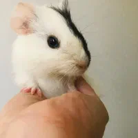 خوکچه هندی نژاد امریکن فشن و حبشی توله