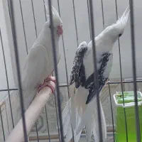 عروس هلندی البینو|پرنده|مهران (ایلام), |دیوار