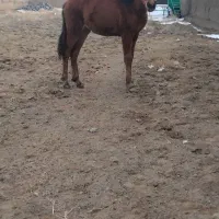 کره اسب|اسب و تجهیزات اسب‌سواری|تربت جام, جامرود|دیوار