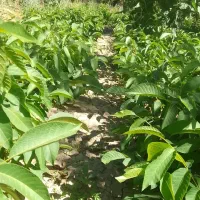 نهال گردو مخصوص پایه