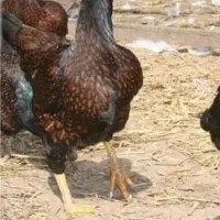 مرغ لاری افغان